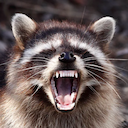 Raccoon