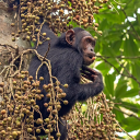 Gerador de Macaco Aleatório