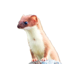 Weasel