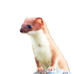 Weasel