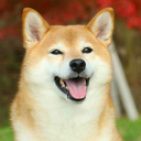 Voting for Shiba