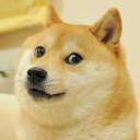 Voting for Doge Bot