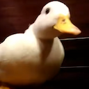 quackingoncrack