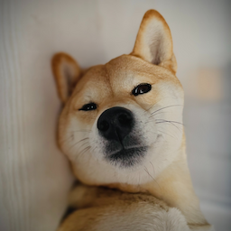 Shiba