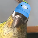 bugsbirt