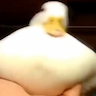 thatduckjuan