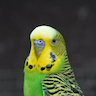 UrLocalBudgie