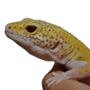 Voting for Gecko