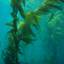 Kelp Player