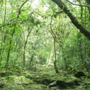 rimba forest